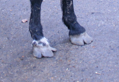 Overgrown hooves - now in the safey of the ILPH