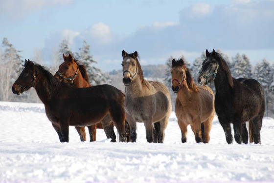 Horses in the snow courtesy of World Horse Welfare