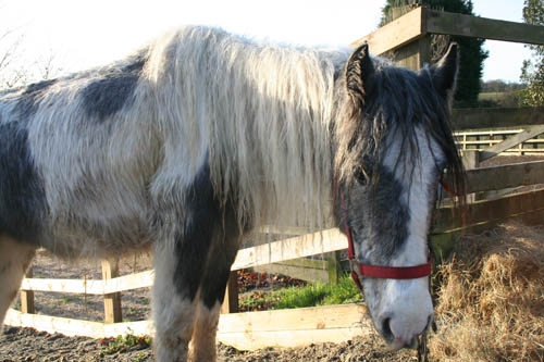 One of the rescued horses